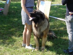 CACIB ADA