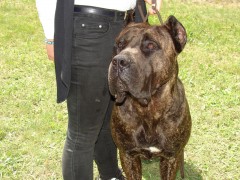 CACIB ADA