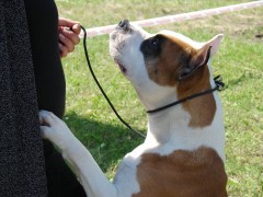 CACIB ADA