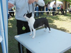 CACIB ADA