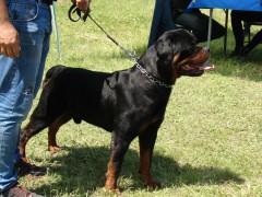 CACIB ADA