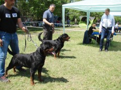 CACIB ADA