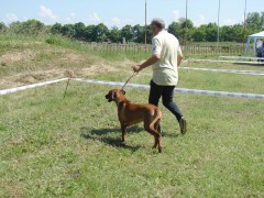 CACIB ADA