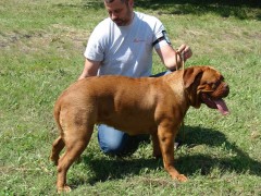 CACIB ADA