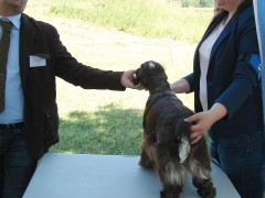 CACIB ADA