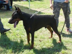 CACIB ADA