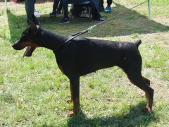 CACIB ADA