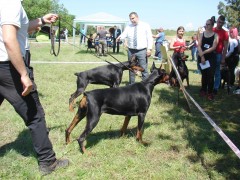 CACIB ADA