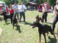 CACIB ADA