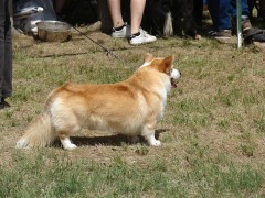 CACIB ADA