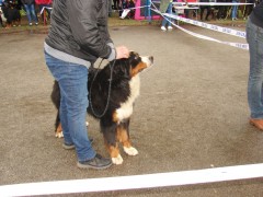 CACIB ADA