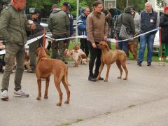 CACIB ADA