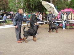 CACIB ADA