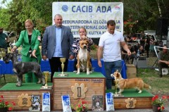CACIB ADA